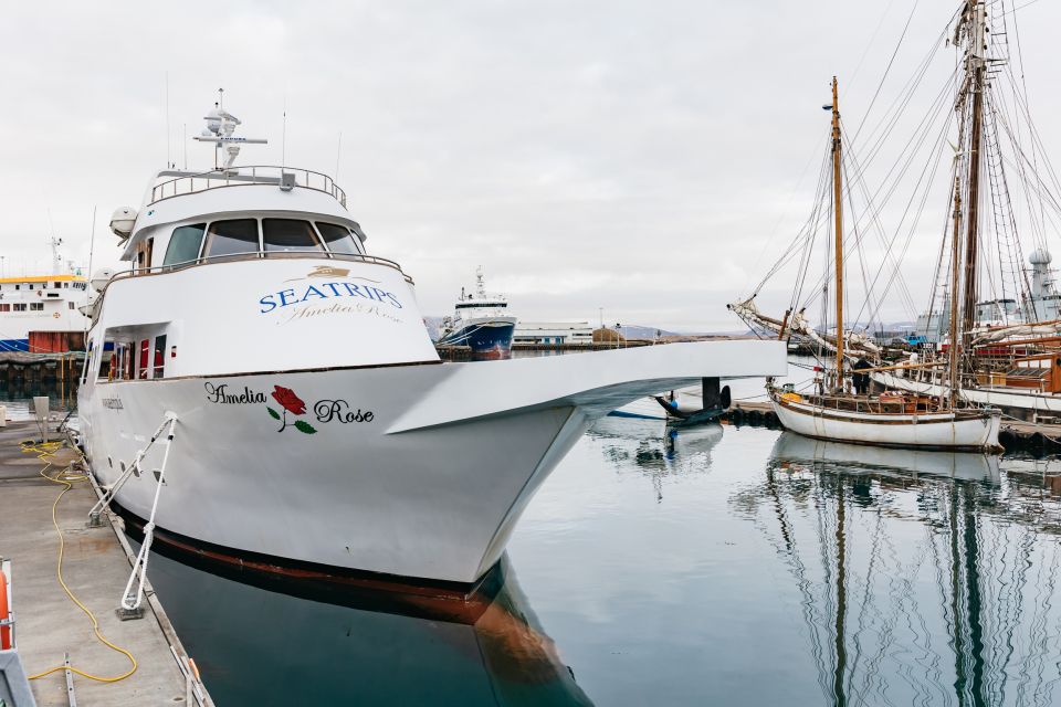 Reykjavík: Whale Watching Cruise on the Amelia Rose Yacht - Detailed Description