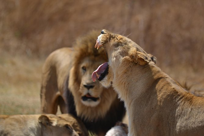 Rhino & Lion Park From Johannesburg - Additional Information