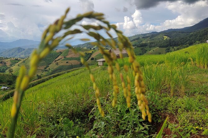 Rice Fields Terraces of Ban Pa Pong Piang. ( 1 Day Tour ) - What to Expect