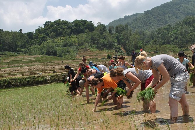 Rice Plantation Experience in Bhaktapur - Price and Provider Details