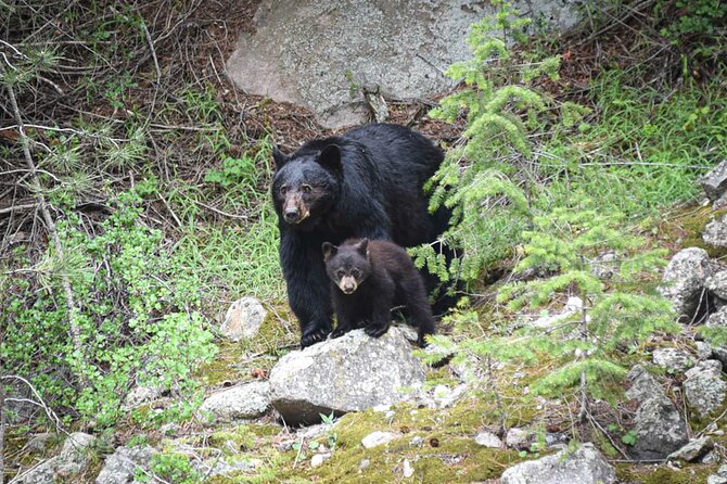 Rocky Mountain National Park Private Driving/Hiking Tour 6 Hrs - Reviews and Rating Breakdown