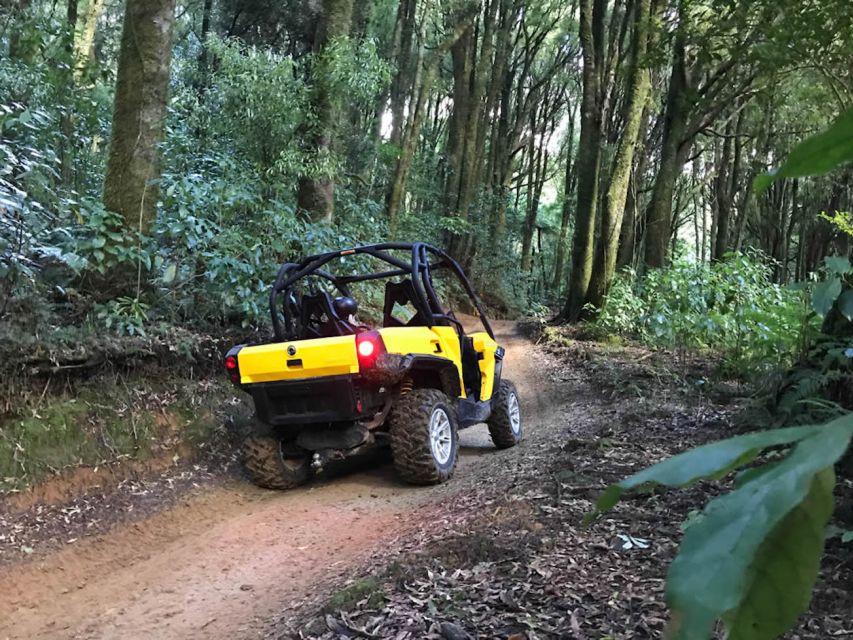 Rotorua: 44 Self Drive Buggy Tour Through Farm and Bushland - Activity Highlights