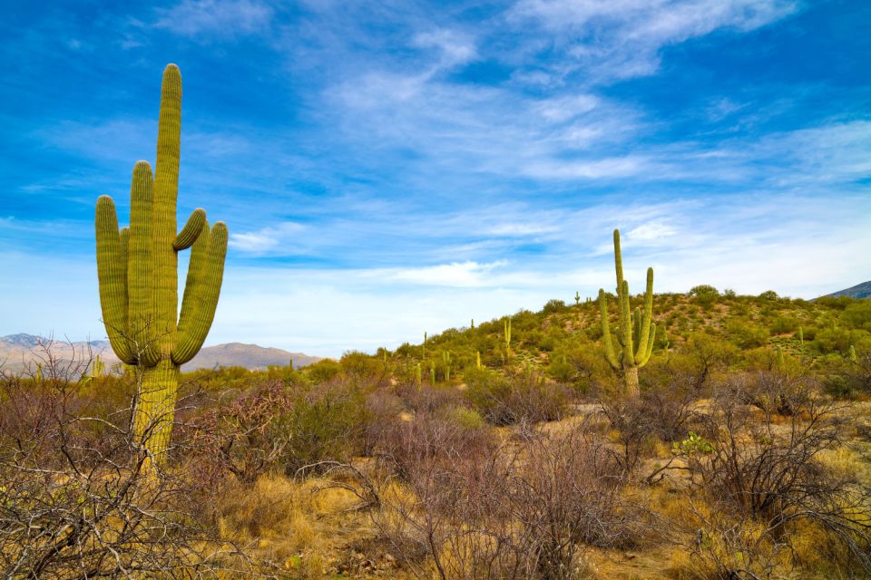 Saguaro National Park Self Guided Driving Audio Tour - Experience Highlights