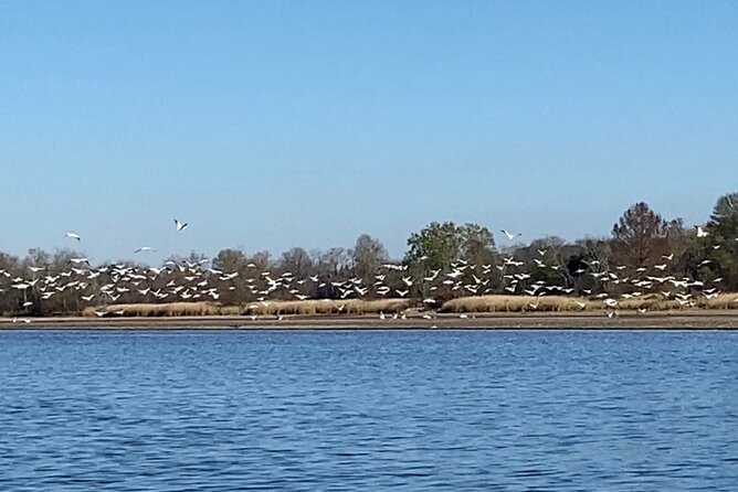 Sandhill Crane Kayak Tour With Chattanooga Guided Adventures - Tour Expectations and Requirements