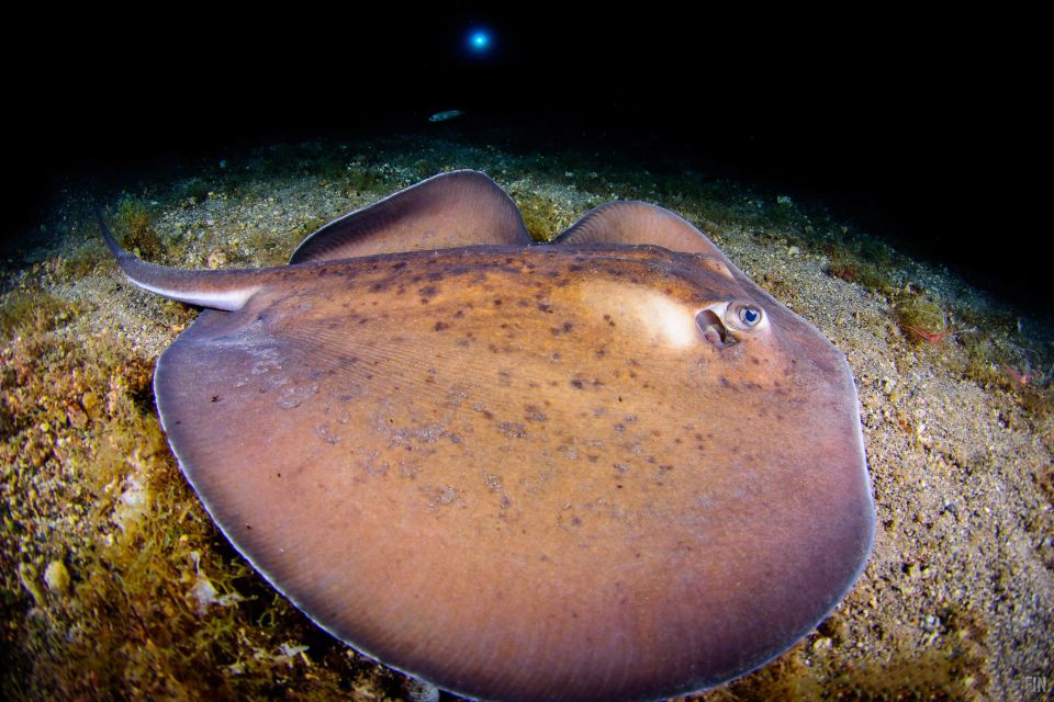 Santa Cruz De Tenerife: Nocturnal Life Guided Night Dive - Dive Highlights and Underwater Discoveries