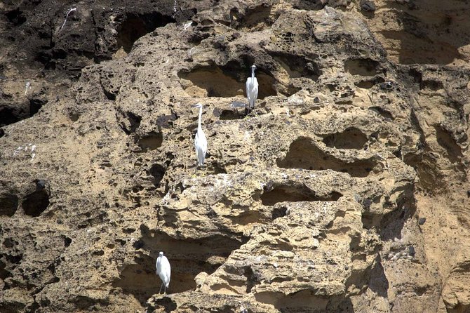 São Miguel Bird-Watching Boat Tour From Vila Franco Do Campo  - Sao Miguel - Additional Information and Restrictions