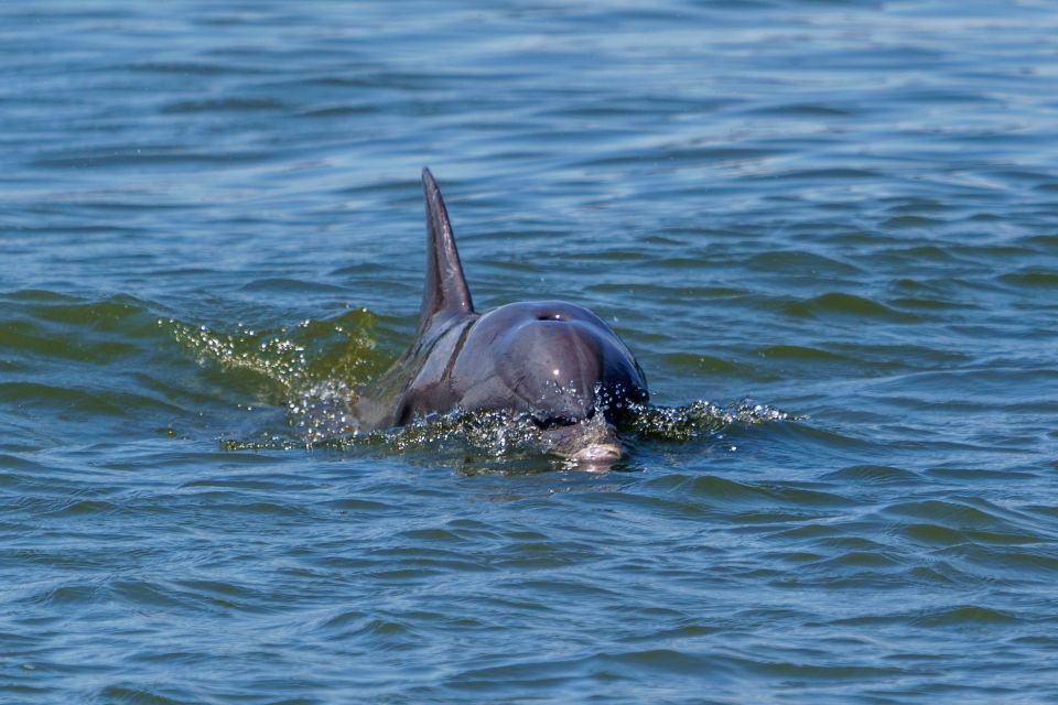 Savannah: Dolphin Spotting and Wildlife Eco Cruise - Location Details