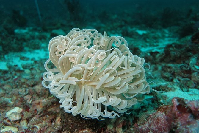 Scuba Diving at Phuket's Anemone Reef - Additional Information