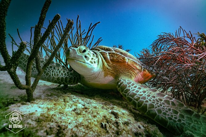 Scuba Diving in Cozumel Island - Tips for Beginner Divers