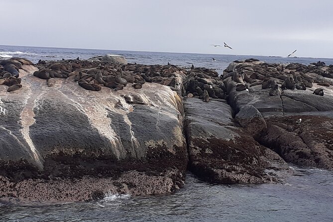 Seal Island,Cape of Good Hope&Penguins Shared Tour,From Cape Town - Optional Ferry Ride