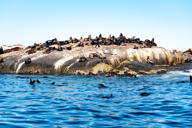 Seal Snorkeling Experience in Cape Town - Cancellation and Refund Policy