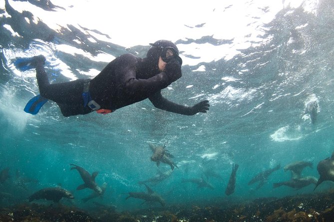 Seal Snorkeling With Animal Ocean in Hout Bay - Safety Measures