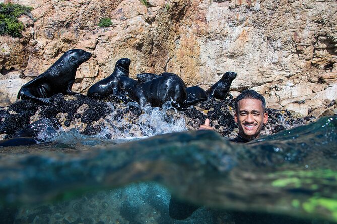 Seal Swimming Activity in Plettenberg Bay - Health and Safety Guidelines