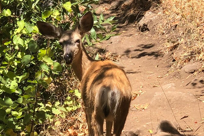 Sequoia National Park Adventure From Tulare - Cancellation Policy and Itinerary