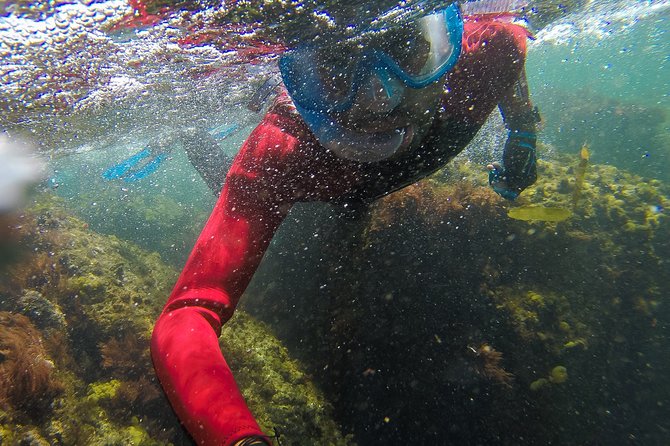 Sesimbra Small-Group Snorkeling Tour  - Setubal District - Additional Information