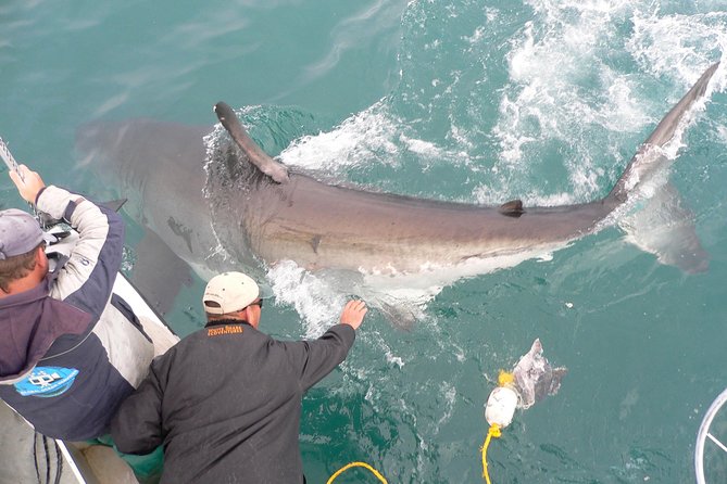 SHARK CAGE DIVING and VIEWING (Self Drive) - Expectations and Restrictions