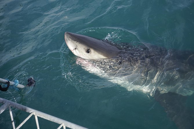 Shark Cage Diving Viewing Only - Expectations and Guidelines