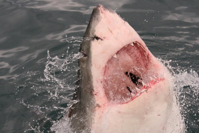 Shark Cage Diving & Viewing Tour in Mossel Bay - Additional Information