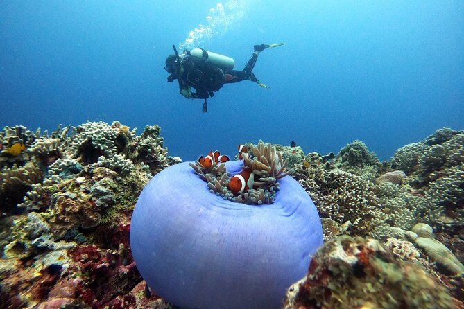 Siquijor Scuba Diving for Beginners - Safety Tips for Novice Divers