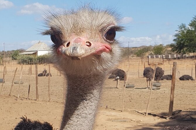 Skip the Line: Highgate Ostrich Farm Tour Ticket - Tour Highlights