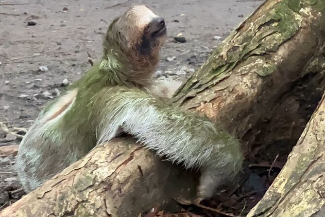 Sloth Watching La Fortuna. Private and Local Guide. - Traveler Photos and Reviews