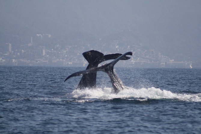 Small-Group Half-Day Whale-Watching Tour in Puerto Vallarta - Logistics