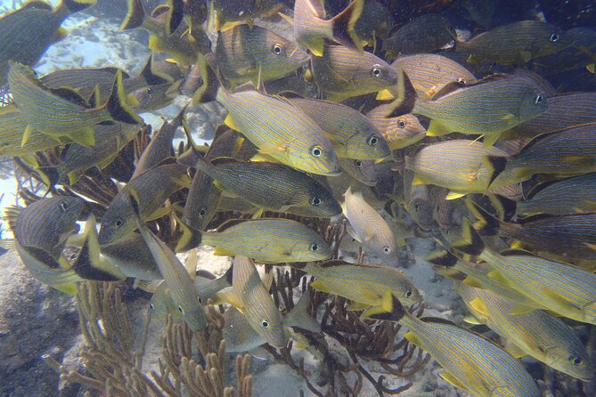 Small-Group Mesoamerican Barrier Reef Snorkeling in Puerto Morelos - Customer Feedback