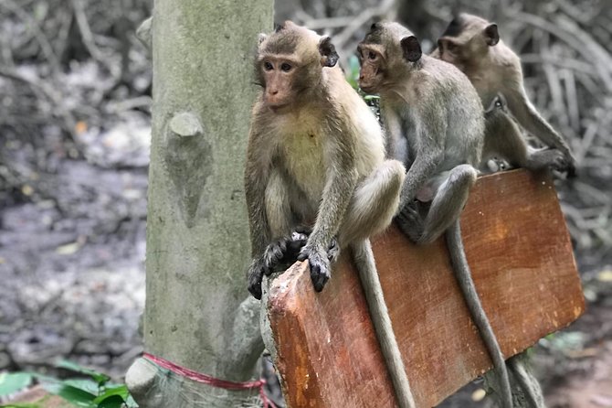 Small-Group Tour to Can Gio Vam Sat Mangrove Forest - Reviews and Ratings