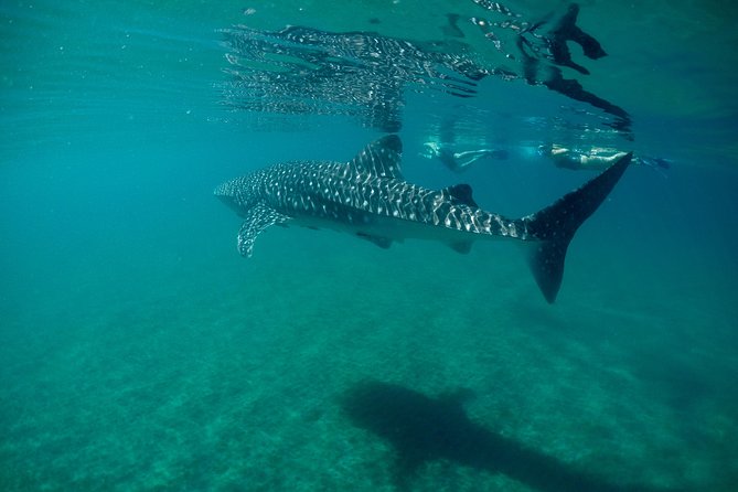 Small Group Whale Shark Snorkeling in La Paz BCS MX - Cancellation & Weather Policy