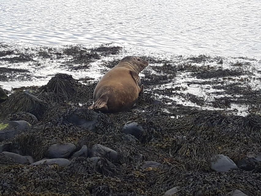 Snaefellsnes Peninsula Private Tour From Reykjavik - Experience Description