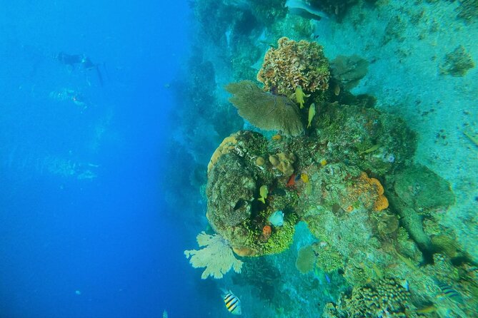 Snorkel Along the Coast, Explore Two Reefs by Chivis Del Mar - Excursion Highlights and Expert Staff