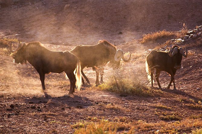 South African Bush Safari in Oudtshoorn  - Western Cape - Scenic Lookout Points