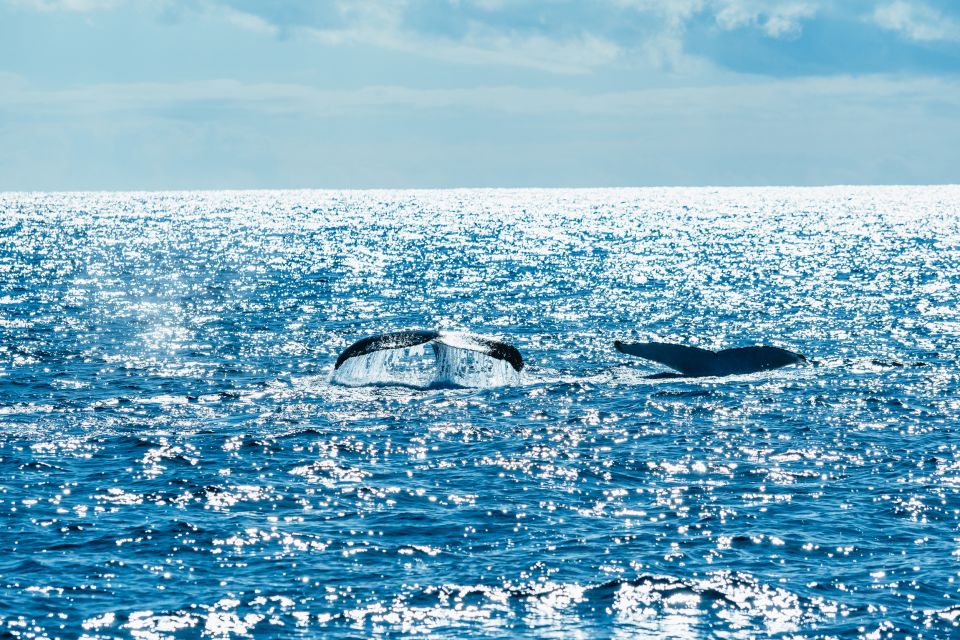 Spirit of Gold Coast 2.5-Hour Whale Watching Tour - Important Information