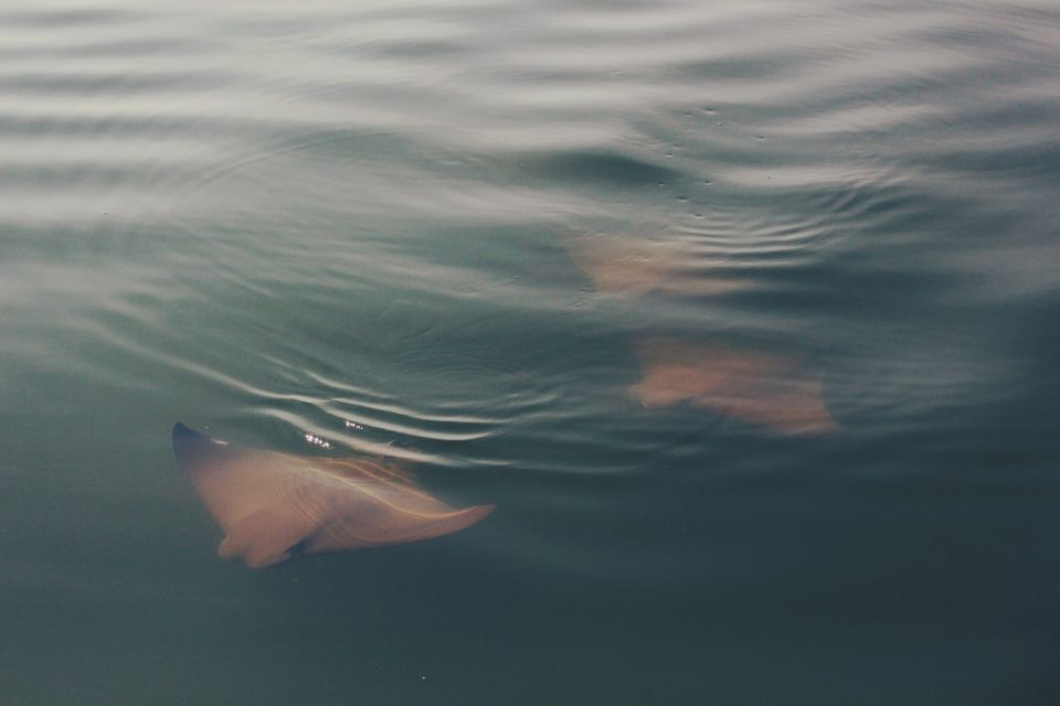 St. Augustine: Paddle Board Dolphin Adventure - Tour Description