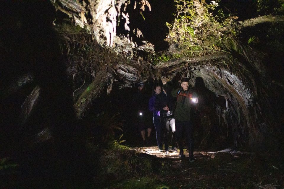 Stewart Island: Wild Kiwi Encounter - Activity Highlights