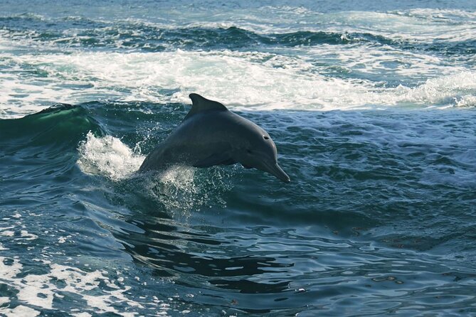 Sunset Dolphin Watching Boat Tour From Vrsar - Last Words