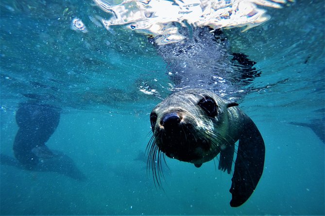 Swim With Seals - Logistics