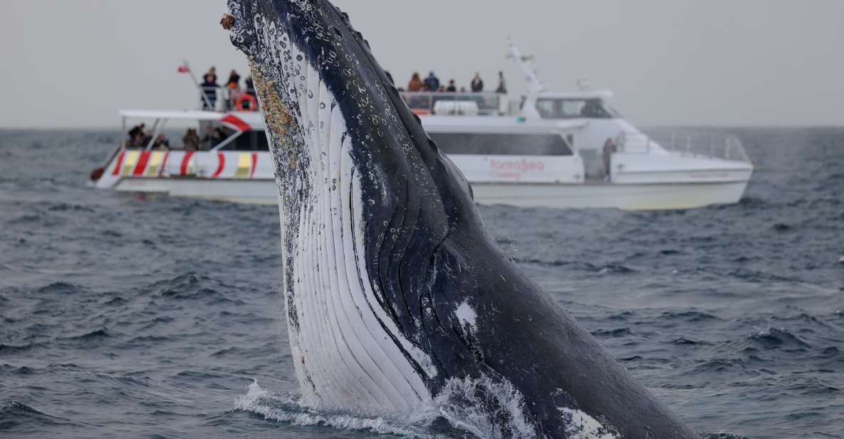 Sydney: 2-hour Express Whale Watching Cruise - Vessel Features