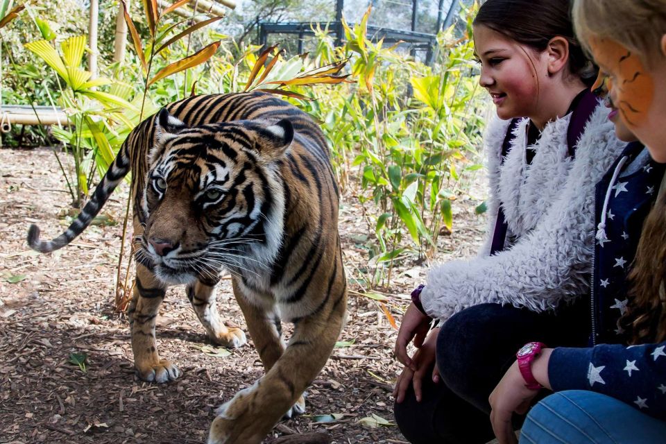 Sydney: Taronga Zoo Ticket With Return Ferry - Wildlife Encounters