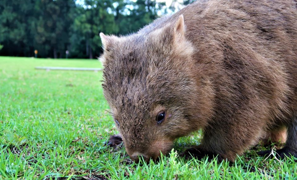 Sydney: Wild Wombats and Kangaroo Experience - Inclusions