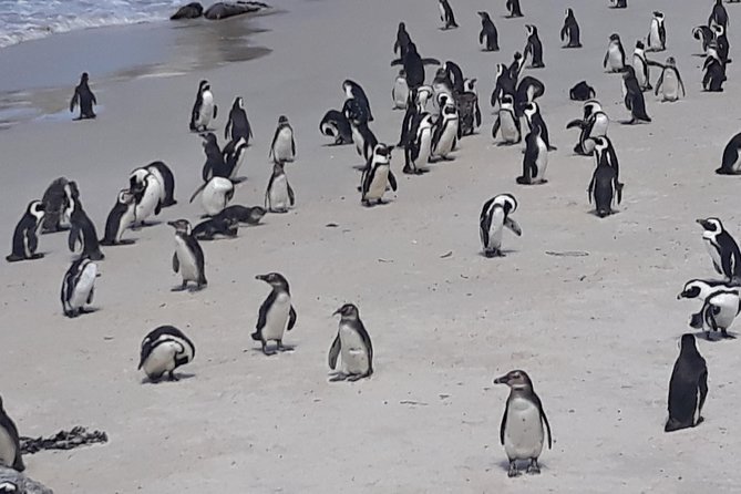 Table Mountain, Penguin and Cape of Good Hope - Specific Experiences