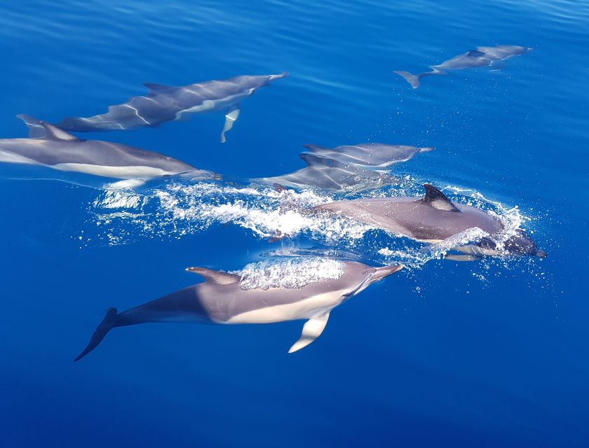 Tauranga: Guided Dolphin and Wildlife Watching Cruise - Full Experience Description