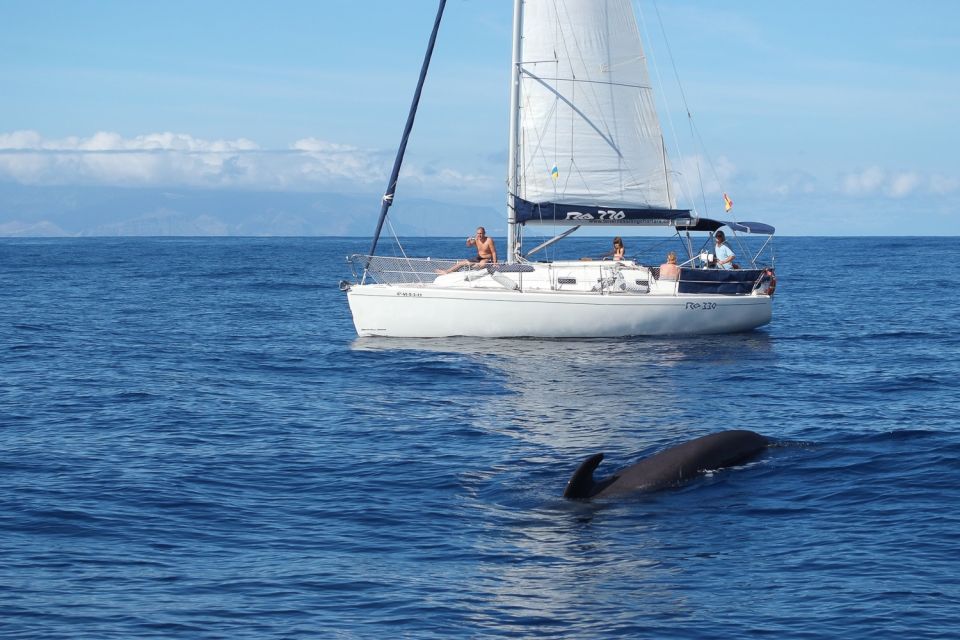 Tenerife: 3 &-6 Hour Private Whale & Dolphin Watching - Location and Booking Details
