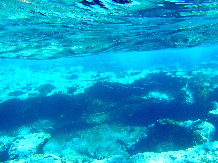 Tenerife Exclusive Snorkeling Trip With Marine Biologist - Experience Highlights