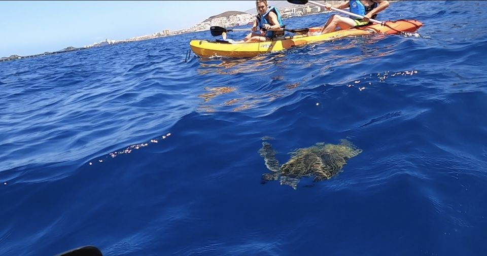 Tenerife: Kayak Safari and Sea Turtle Snorkeling - Activity Description