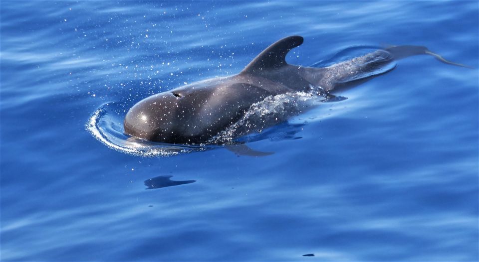 Tenerife: Los Gigantes Whale Watching Cruise by Sail Boat - Experience Description