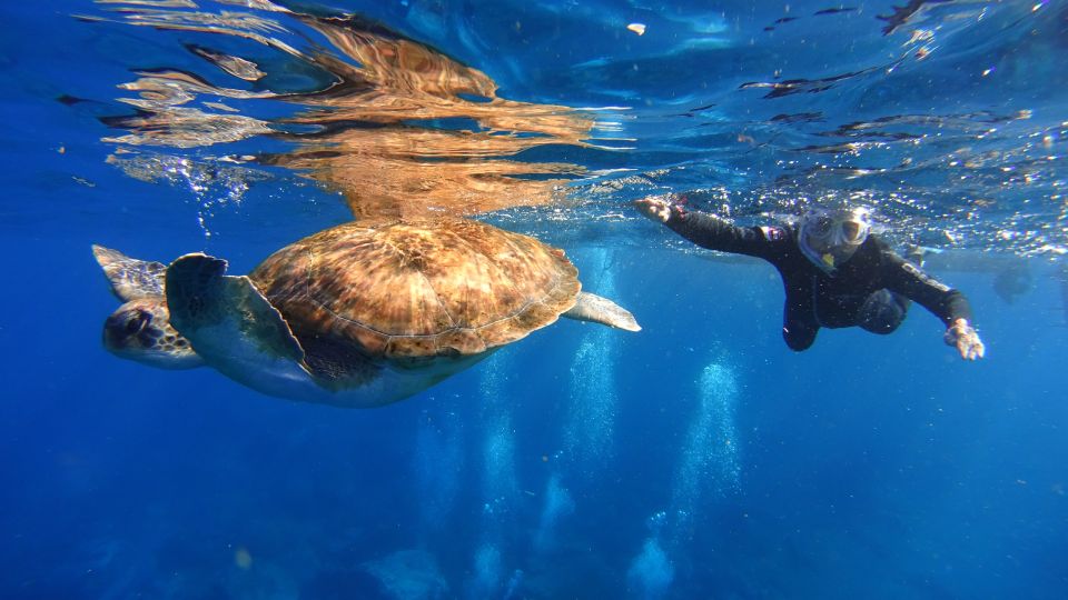 Tenerife: Snorkel With Turtles - Full Activity Description