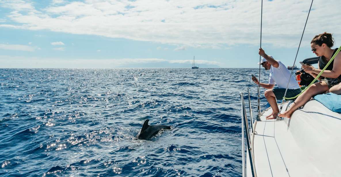 Tenerife: Whale & Dolphin Watching With Drinks and Snacks - Full Description