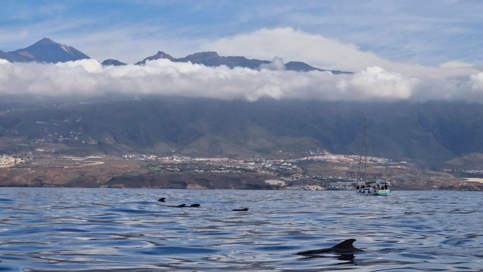 Tenerife: Whale Watching and Snorkeling Yacht Trip - Inclusions