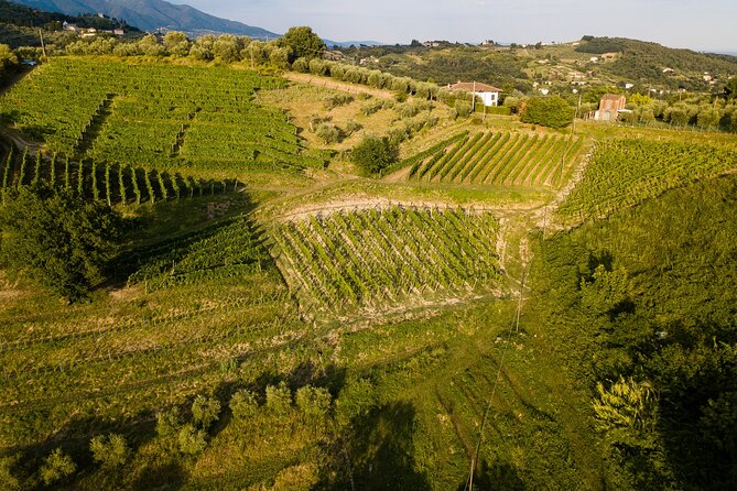 Tenuta Mareli - Wine Tasting in Tuscany - Wine Selection and Pairing